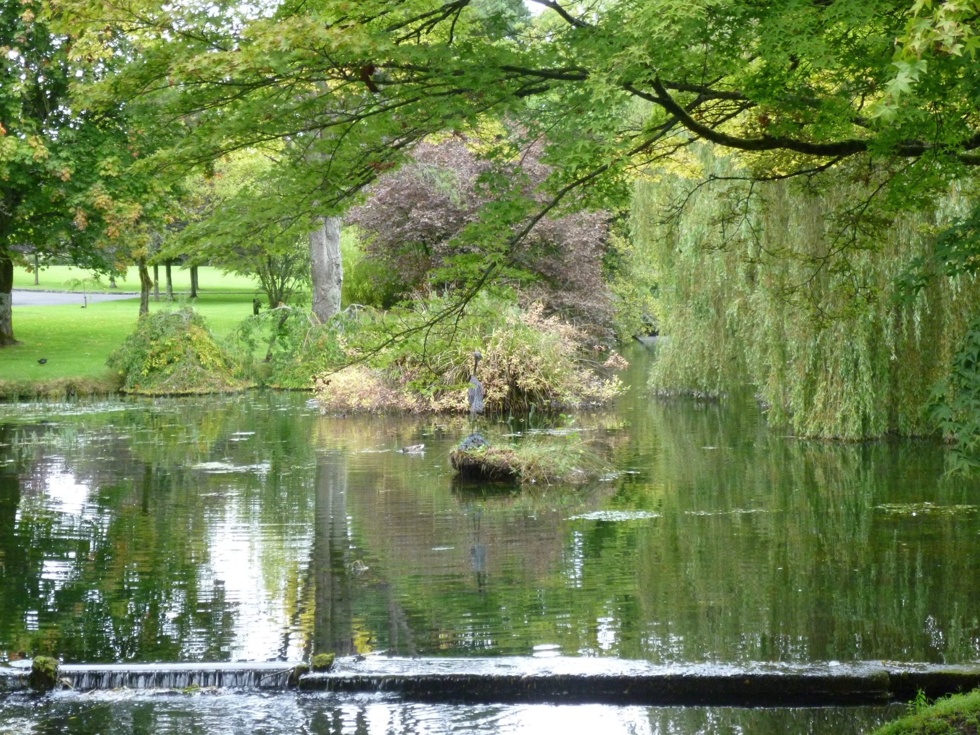 Étang paisible entouré d'arbres